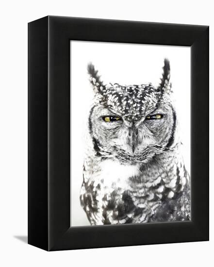 Spotted Eagle Owl, Kgalagadi Transfrontier Park, South Africa-James Hager-Framed Premier Image Canvas