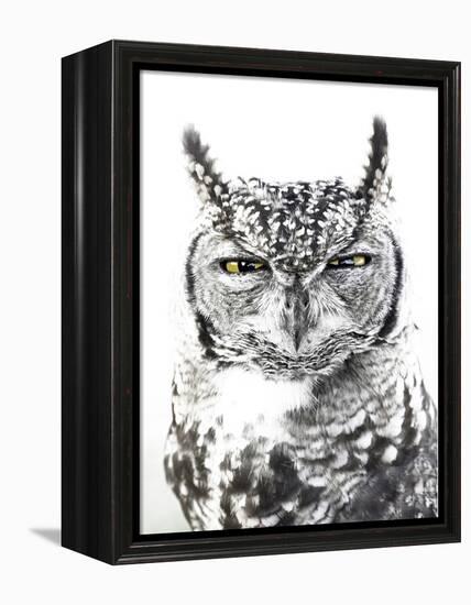 Spotted Eagle Owl, Kgalagadi Transfrontier Park, South Africa-James Hager-Framed Premier Image Canvas