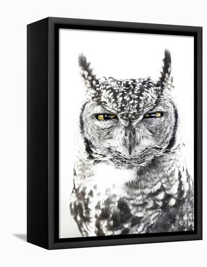 Spotted Eagle Owl, Kgalagadi Transfrontier Park, South Africa-James Hager-Framed Premier Image Canvas