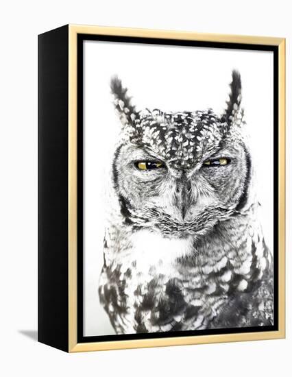 Spotted Eagle Owl, Kgalagadi Transfrontier Park, South Africa-James Hager-Framed Premier Image Canvas