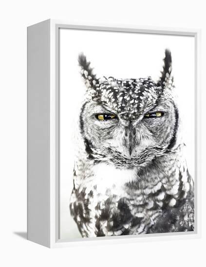 Spotted Eagle Owl, Kgalagadi Transfrontier Park, South Africa-James Hager-Framed Premier Image Canvas