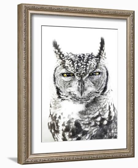 Spotted Eagle Owl, Kgalagadi Transfrontier Park, South Africa-James Hager-Framed Photographic Print