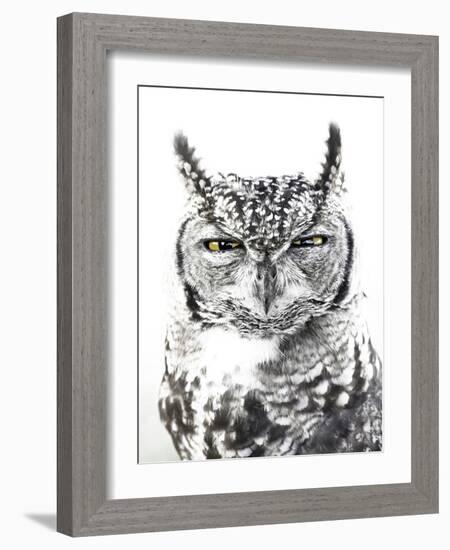 Spotted Eagle Owl, Kgalagadi Transfrontier Park, South Africa-James Hager-Framed Photographic Print