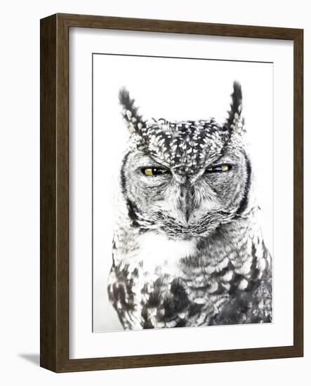 Spotted Eagle Owl, Kgalagadi Transfrontier Park, South Africa-James Hager-Framed Photographic Print