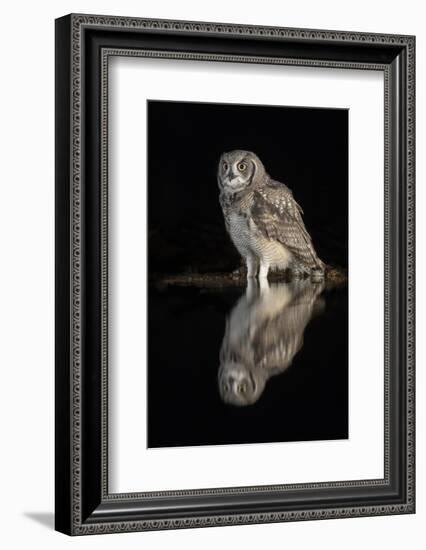 Spotted eagle owl subadult, KwaZulu-Natal, South Africa-Ann & Steve Toon-Framed Photographic Print