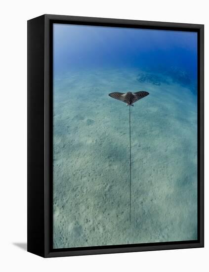 Spotted Eagle Ray (Aetobatis Narinari) Juvenile over Sandy Ocean Floor, from Above, Naama Bay-Mark Doherty-Framed Premier Image Canvas