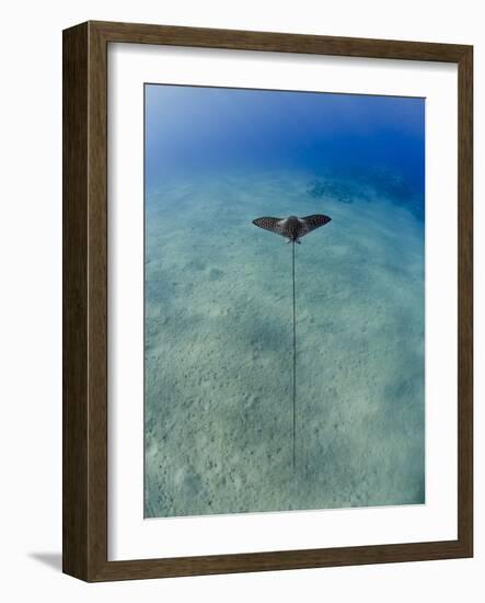 Spotted Eagle Ray (Aetobatis Narinari) Juvenile over Sandy Ocean Floor, from Above, Naama Bay-Mark Doherty-Framed Photographic Print