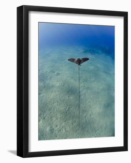 Spotted Eagle Ray (Aetobatis Narinari) Juvenile over Sandy Ocean Floor, from Above, Naama Bay-Mark Doherty-Framed Photographic Print