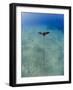 Spotted Eagle Ray (Aetobatis Narinari) Juvenile over Sandy Ocean Floor, from Above, Naama Bay-Mark Doherty-Framed Photographic Print