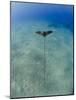 Spotted Eagle Ray (Aetobatis Narinari) Juvenile over Sandy Ocean Floor, from Above, Naama Bay-Mark Doherty-Mounted Photographic Print