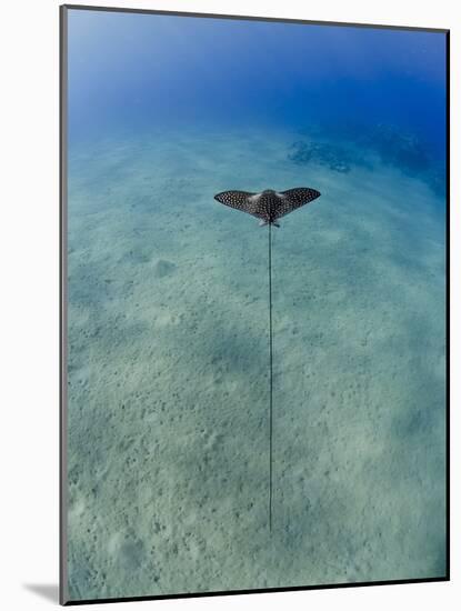 Spotted Eagle Ray (Aetobatis Narinari) Juvenile over Sandy Ocean Floor, from Above, Naama Bay-Mark Doherty-Mounted Photographic Print