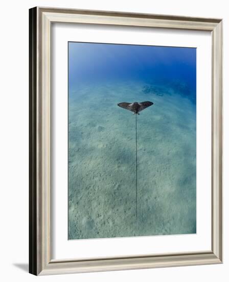 Spotted Eagle Ray (Aetobatis Narinari) Juvenile over Sandy Ocean Floor, from Above, Naama Bay-Mark Doherty-Framed Photographic Print