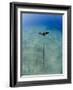 Spotted Eagle Ray (Aetobatis Narinari) Juvenile over Sandy Ocean Floor, from Above, Naama Bay-Mark Doherty-Framed Photographic Print