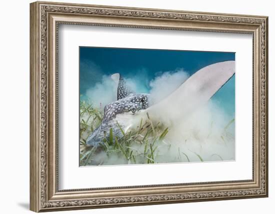 Spotted Eagle Ray (Aetobatus Narinari) Feeding by Digging-Alex Mustard-Framed Photographic Print