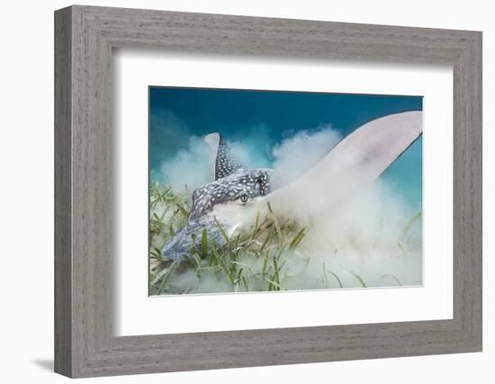 Spotted Eagle Ray (Aetobatus Narinari) Feeding by Digging-Alex Mustard-Framed Photographic Print