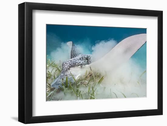 Spotted Eagle Ray (Aetobatus Narinari) Feeding by Digging-Alex Mustard-Framed Photographic Print