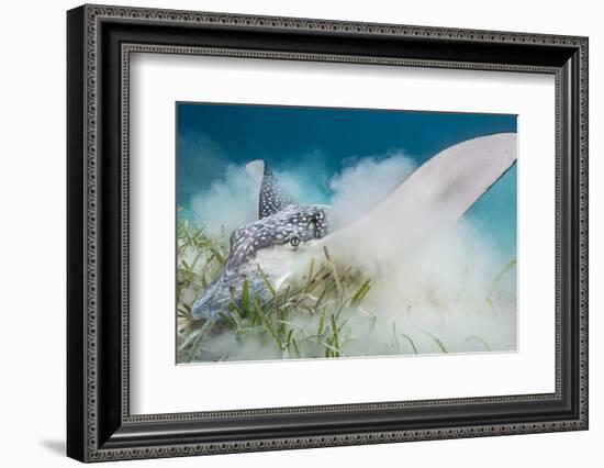 Spotted Eagle Ray (Aetobatus Narinari) Feeding by Digging-Alex Mustard-Framed Photographic Print