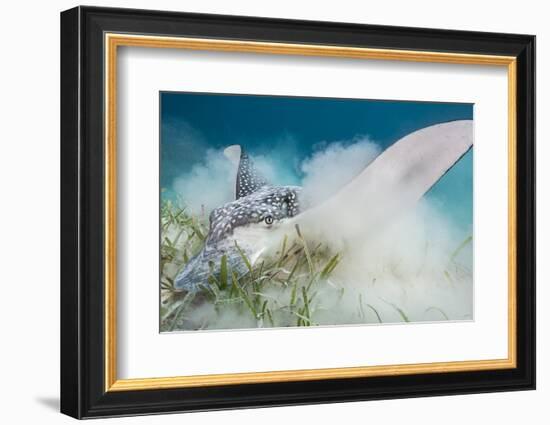 Spotted Eagle Ray (Aetobatus Narinari) Feeding by Digging-Alex Mustard-Framed Photographic Print