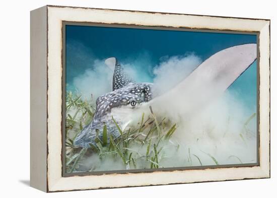 Spotted Eagle Ray (Aetobatus Narinari) Feeding by Digging-Alex Mustard-Framed Premier Image Canvas