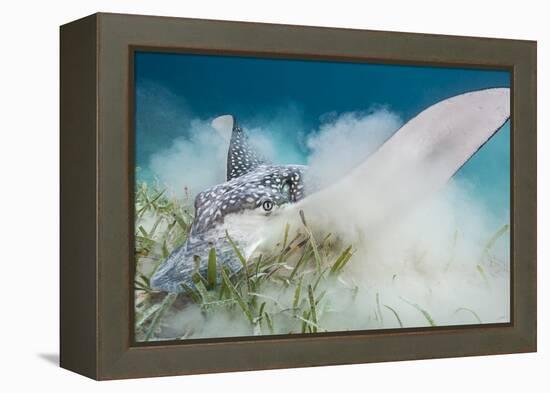 Spotted Eagle Ray (Aetobatus Narinari) Feeding by Digging-Alex Mustard-Framed Premier Image Canvas