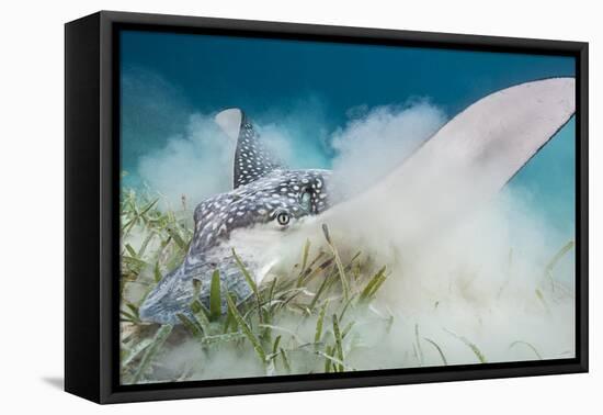 Spotted Eagle Ray (Aetobatus Narinari) Feeding by Digging-Alex Mustard-Framed Premier Image Canvas