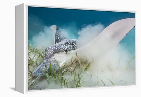 Spotted Eagle Ray (Aetobatus Narinari) Feeding by Digging-Alex Mustard-Framed Premier Image Canvas