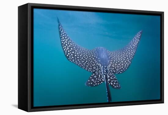 Spotted Eagle Ray (Aetobatus Narinari) Underwater, Leon Dormido Is, San Cristobal Island, Ecuador-Michael Nolan-Framed Premier Image Canvas