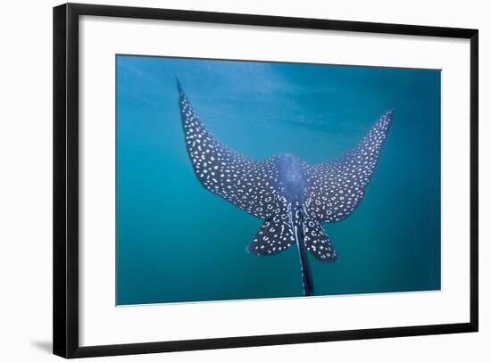 Spotted Eagle Ray (Aetobatus Narinari) Underwater, Leon Dormido Is, San Cristobal Island, Ecuador-Michael Nolan-Framed Photographic Print