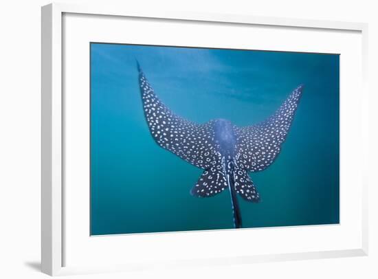 Spotted Eagle Ray (Aetobatus Narinari) Underwater, Leon Dormido Is, San Cristobal Island, Ecuador-Michael Nolan-Framed Photographic Print