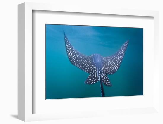 Spotted Eagle Ray (Aetobatus Narinari) Underwater, Leon Dormido Is, San Cristobal Island, Ecuador-Michael Nolan-Framed Photographic Print