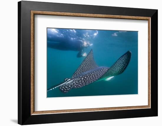 Spotted Eagle Ray (Aetobatus Narinari) Underwater, Leon Dormido Is, San Cristobal Island, Ecuador-Michael Nolan-Framed Photographic Print