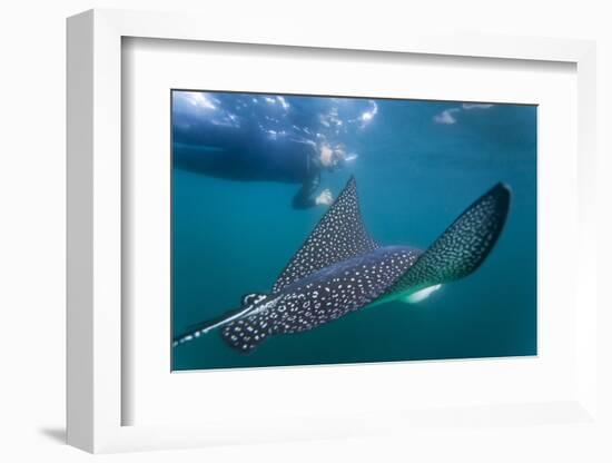 Spotted Eagle Ray (Aetobatus Narinari) Underwater, Leon Dormido Is, San Cristobal Island, Ecuador-Michael Nolan-Framed Photographic Print