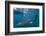 Spotted Eagle Ray (Aetobatus Narinari) Underwater, Leon Dormido Is, San Cristobal Island, Ecuador-Michael Nolan-Framed Photographic Print