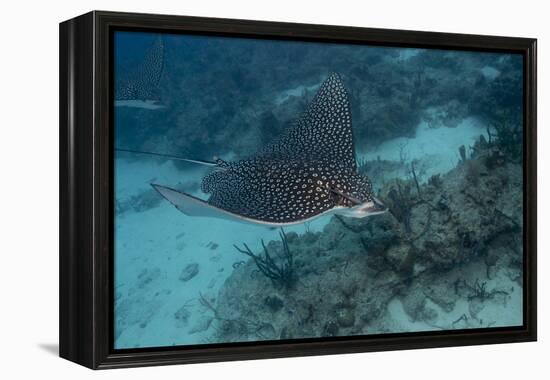 Spotted Eagle Ray (Aetobatus Narinari).-Stephen Frink-Framed Premier Image Canvas