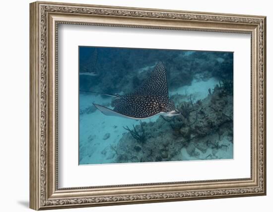 Spotted Eagle Ray (Aetobatus Narinari).-Stephen Frink-Framed Photographic Print