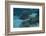 Spotted Eagle Ray (Aetobatus Narinari).-Stephen Frink-Framed Photographic Print