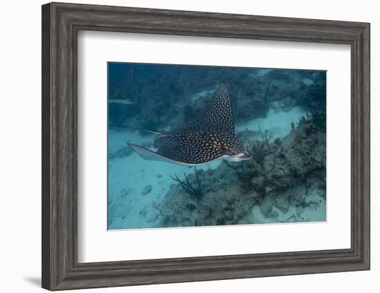 Spotted Eagle Ray (Aetobatus Narinari).-Stephen Frink-Framed Photographic Print