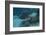 Spotted Eagle Ray (Aetobatus Narinari).-Stephen Frink-Framed Photographic Print