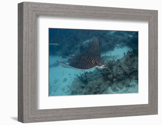 Spotted Eagle Ray (Aetobatus Narinari).-Stephen Frink-Framed Photographic Print