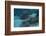 Spotted Eagle Ray (Aetobatus Narinari).-Stephen Frink-Framed Photographic Print