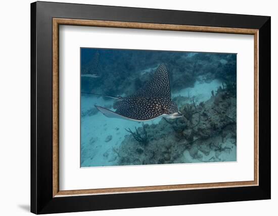 Spotted Eagle Ray (Aetobatus Narinari).-Stephen Frink-Framed Photographic Print