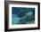 Spotted Eagle Ray (Aetobatus Narinari).-Stephen Frink-Framed Photographic Print