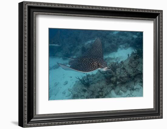 Spotted Eagle Ray (Aetobatus Narinari).-Stephen Frink-Framed Photographic Print