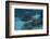 Spotted Eagle Ray (Aetobatus Narinari).-Stephen Frink-Framed Photographic Print