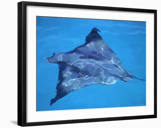 Spotted Eagle Ray, from Above, Tower (Genovesa) Is, Galapagos-Pete Oxford-Framed Photographic Print