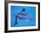 Spotted Eagle Ray, from Above, Tower (Genovesa) Is, Galapagos-Pete Oxford-Framed Photographic Print