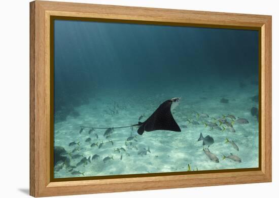 Spotted Eagle Ray, Hol Chan Marine Reserve, Belize-Pete Oxford-Framed Premier Image Canvas