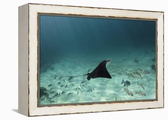 Spotted Eagle Ray, Hol Chan Marine Reserve, Belize-Pete Oxford-Framed Premier Image Canvas