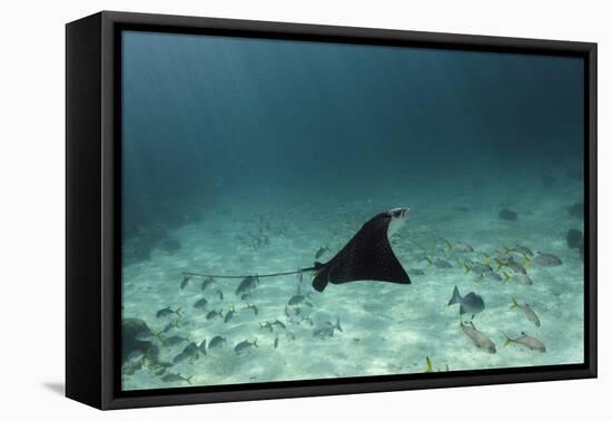Spotted Eagle Ray, Hol Chan Marine Reserve, Belize-Pete Oxford-Framed Premier Image Canvas