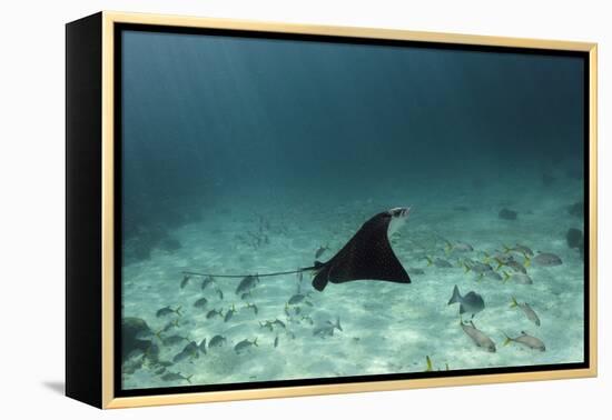 Spotted Eagle Ray, Hol Chan Marine Reserve, Belize-Pete Oxford-Framed Premier Image Canvas